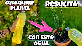 El AGUA que REVIVE CUALQUIER PLANTA Abono Casero para Curar Plantas Enfermas secas  Huerto urbano [upl. by Wera777]