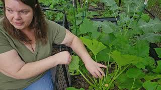 Tomato pruning and a Tour of My Sad Garden [upl. by Olsson843]