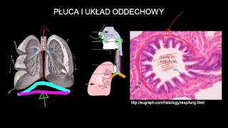 Płuca i układ oddechowy [upl. by Chilton]