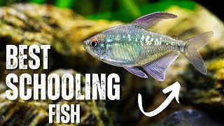 Best SCHOOLING Fish For Your Aquarium  TOP 5 [upl. by Ahsiekim]