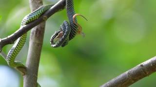 Paradise tree snake Chrysopelea paradisi [upl. by Foushee574]