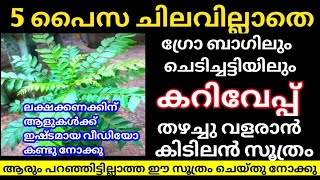 കറിവേപ്പ് തഴച്ചു വളരാൻ കിടിലൻ ടിപ്പ് Curry Leaves Fertilizer Making At Home Curry Leaves In Pot [upl. by Seaton]