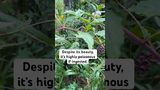 What Is Pokeweed Apocalyptic Plant [upl. by Ashling555]