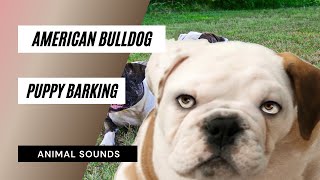 American Bulldog Puppy Barking  american bulldog puppy barking [upl. by Hoskinson628]