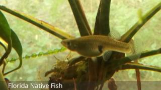 Bluefin Killifish amp Gambusia spotted variety [upl. by Coffey114]