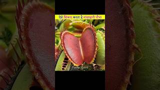 Venus Flytrap Plant facts [upl. by Neztnaj]