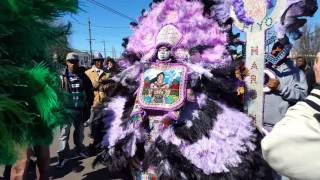 Mardi Gras Indians on St Bernard Ave [upl. by Kaya]