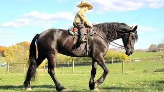 Rhonda Fresian Sport Horse mare lot 379 at the Dixie Horse Auction [upl. by Elcin282]