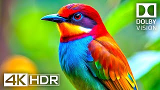 4K Video ULTRA HD 120 FPS  Best of 4K HDR Dolby Vision [upl. by Loux583]