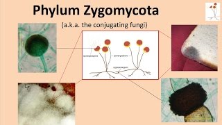 Zygomycota [upl. by Messab]