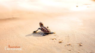 Fitting Sea Turtles with Backpacks is the Coolest Science Ever [upl. by Akihdar]