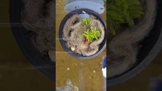 Can This Plant Grow In My Tank [upl. by Ybbob]