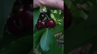 Lapins Cherry Harvest in Melbourne  Tree ripened Early December [upl. by Estel]