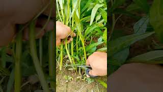 P136cutting plantbamboo plants satisfying agriculture rurallife farming trending viralshort [upl. by Maury]