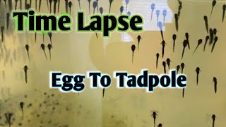 Time Lapse  Frog Egg to Tadpole [upl. by Anniala]