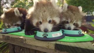 Red Panda Cub Triplets feeding is the cutest thing ever [upl. by Copeland]