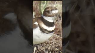 3 Facts on the Killdeer birds birding wildlife birdingadventures nature birdnerd [upl. by Oicram]