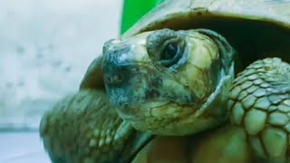 Griechische Landschildkröte in Ägypten halten Ja oder nein ÄgyptenVlogFamilie überträgt Livestream [upl. by Marih545]