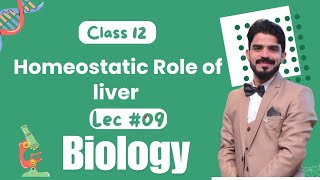 Homeostatic Role of Liver  Homeostasis  Chapter 15  Biology Class 12  Lecture9  Part2 [upl. by Bernhard]