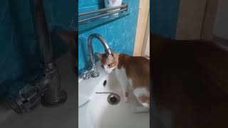 She is rinking water cat catlover dhaka kitten shortvideo cutecat cute baby shorts [upl. by Nata278]