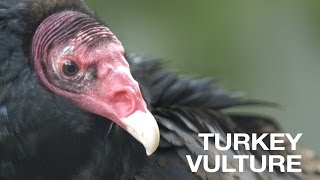 Creature Feature Turkey Vulture [upl. by Llerrat]