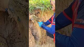 Clearing Pipe Drain Satisfying Video clogged satisfying unclog [upl. by Onitsirc]