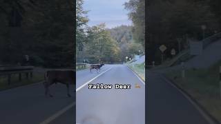 Fallow Deer on the road 🦌😮😮 DRIVE SAFELY EVERYONE highlights [upl. by Octavie38]