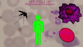 MALARIA LIFE CYCLE Plasmodium falciparum [upl. by Senaj361]