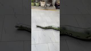 Kids Attacked By Giant Anaconda Snake 🐍shorts kids snakes snake snakevideo anaconda bigsnake [upl. by Stets]