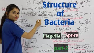 Structure of Bacteria Part2  Flagella  Spore  Bacteriology  By Manisha Maam [upl. by Napra949]