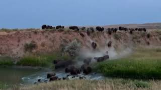 Bison Stampede [upl. by Stortz]