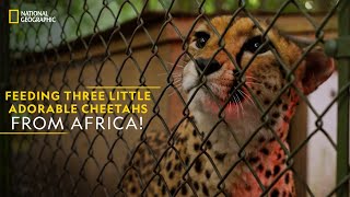 Feeding Three Little Adorable Cheetahs from Africa  Magic of Disneys Animal Kingdom  NatGeoWild [upl. by Sherlock302]