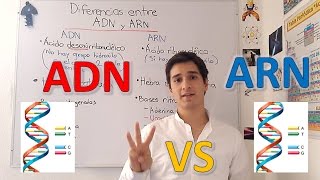 Diferencias entre ADN y ARN nivel experto para principiantes EN 5 MINUTOS [upl. by Carissa]