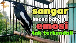 siulan kacer gacor suara keras besetan kasar cocok buat pancingan kacer biar cepat buka ekor [upl. by Sesom]