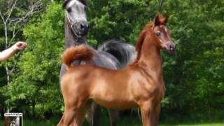 Jood Al Ulia one of the best Arabian fillies on earth [upl. by Nedah]