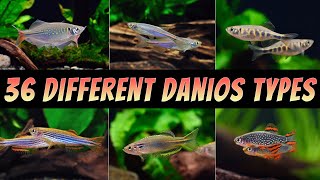 36 Different Types Of Danio Fish  The Best Rare amp Common Aquarium Danios [upl. by Imalda]