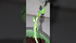 seed to plant growth Amazungplants 02Amazingtubeseedsplantsgrowthgardenflower [upl. by Ecnarrot]