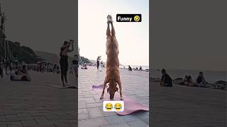 Funny Dog 🐶funny viralvideo viralshort shorts [upl. by Anelaj917]