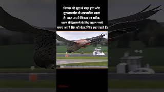 Eagle balance 🦅🦅 IAS IPS SSgk igkguru ssc iasshortsfacts most brilliant answers of upsc।। [upl. by Lundgren]