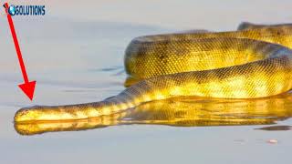 Annulated Sea Snake Hydrophis cyanocinctus [upl. by Stubstad]