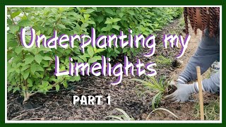 Underplanting My Limelights🌱  Limelight Hydrangea Bed Extension pt 1 Kreatyve Laydiiee [upl. by Dewayne]