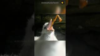 வாந்தியை மேலே துப்பும் பறவை  Northern Fulmar Vomits in Danger  Animaltube Tamil [upl. by Hortense981]