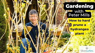 How to prune an overgrown Hydrangea and when to do it [upl. by Enilarac492]