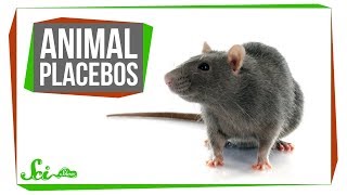 Do Placebos Work For Animals Yes Weirdly Enough [upl. by Lynn]