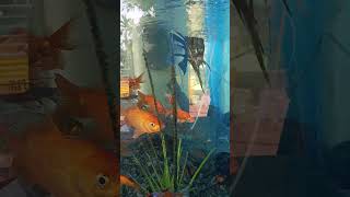 Fish 🐠🐟 tank in gold fish Aquarium set up relaxing relaxingmusic chillout [upl. by Blunk]