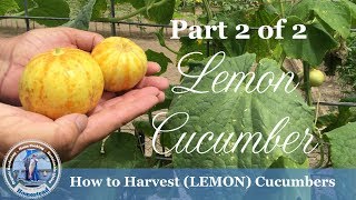 How to Harvest Cucumbers  Lemon Cucumbers [upl. by Doris]