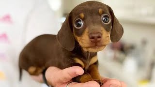 Funniest amp Cutest Dachshund Puppies 2 [upl. by Hefter237]