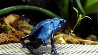 Dendrobates Azureus Blue Dart Frog [upl. by Gregoire904]