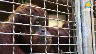 Great Apes Receive Flu Vaccines at the Smithsonians National Zoo [upl. by Maryanne]