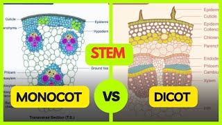 Dicot Stem and Monocot Stem Difference  Anatomy of flowering plants class 11 biology  NEET 2025 [upl. by Aserret]